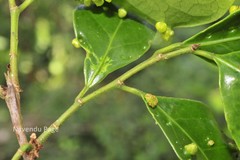 Aporosa fusiformis